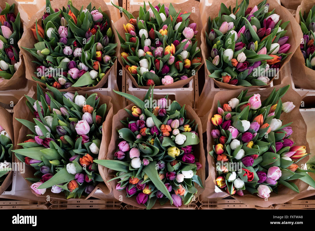 Fresh bunches of dutch tulips on the market in Holland Stock Photo