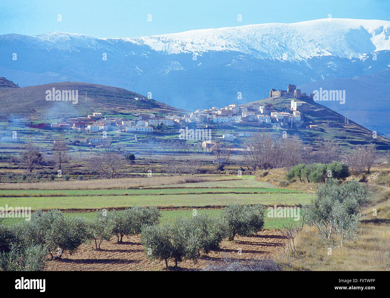 Olive grove and cultivation field. Trasmoz, Zaragoza province, Aragon, Spain. Stock Photo