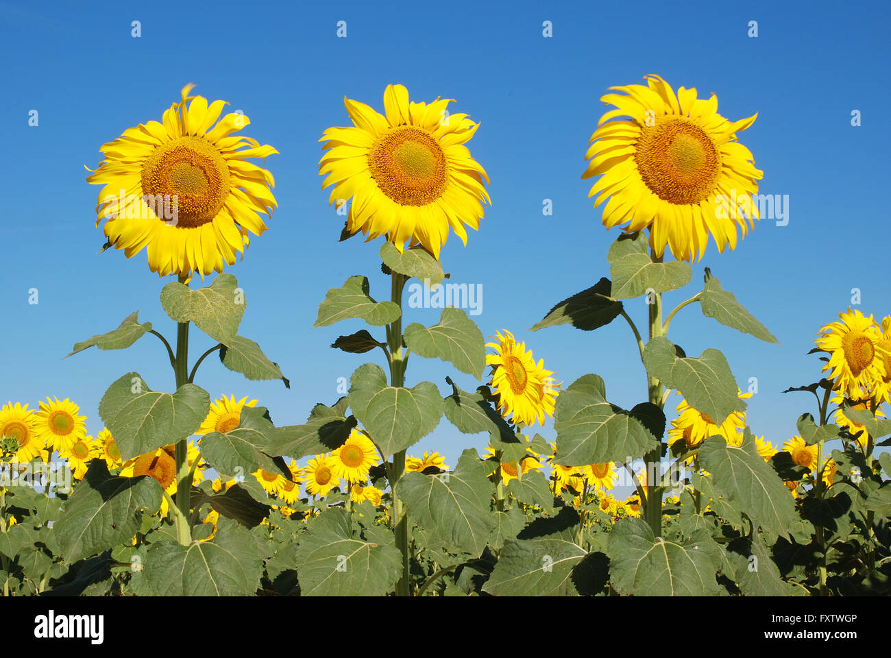Three sunflowers against blue sky. Stock Photo