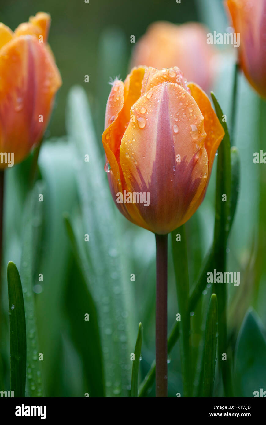 close up of a tulip Stock Photo - Alamy
