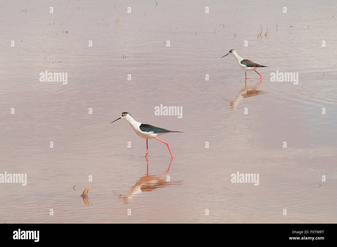Black winged stilts hires stock photography and images Alamy