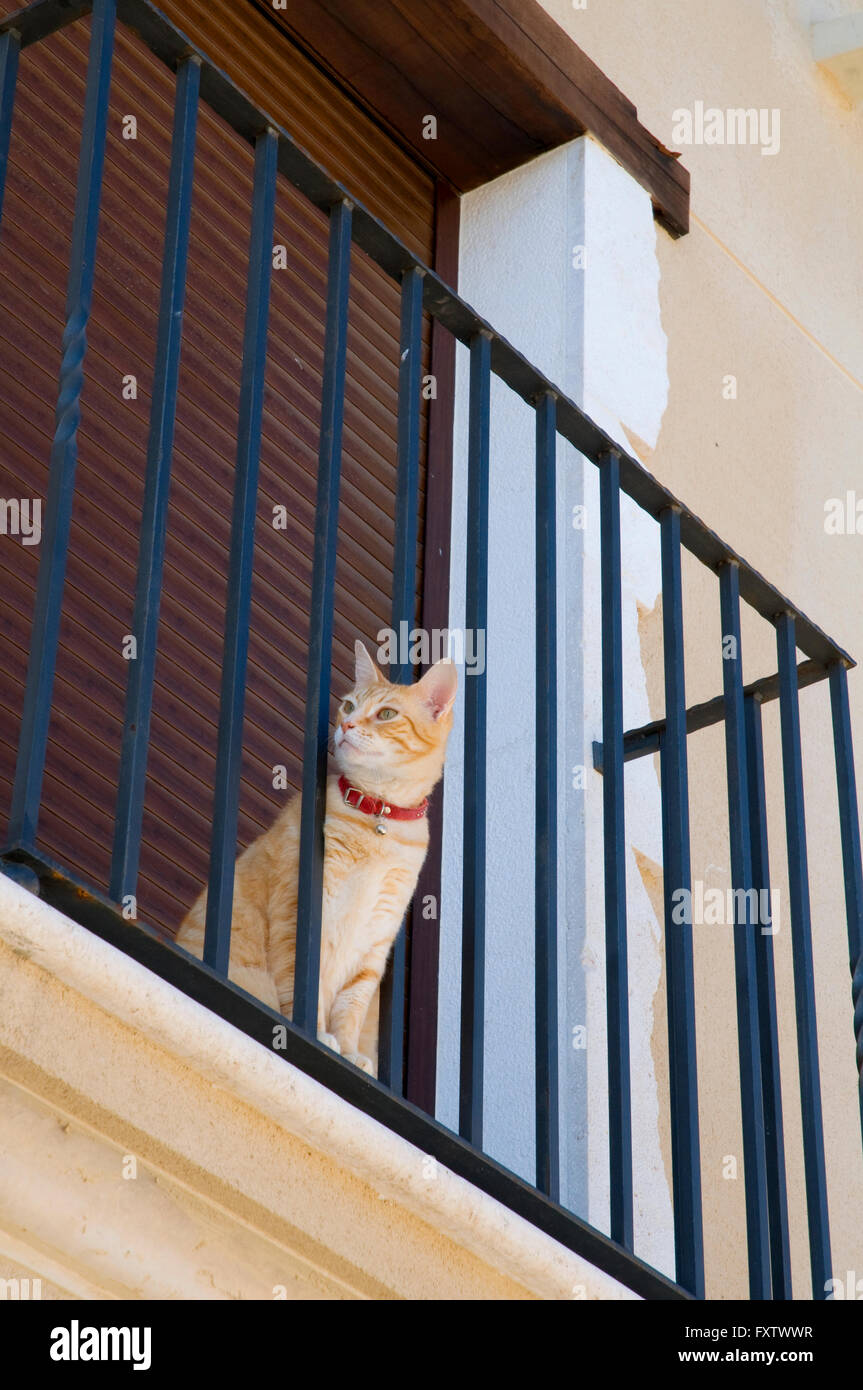 Cat looking from balcony hires stock photography and images Alamy