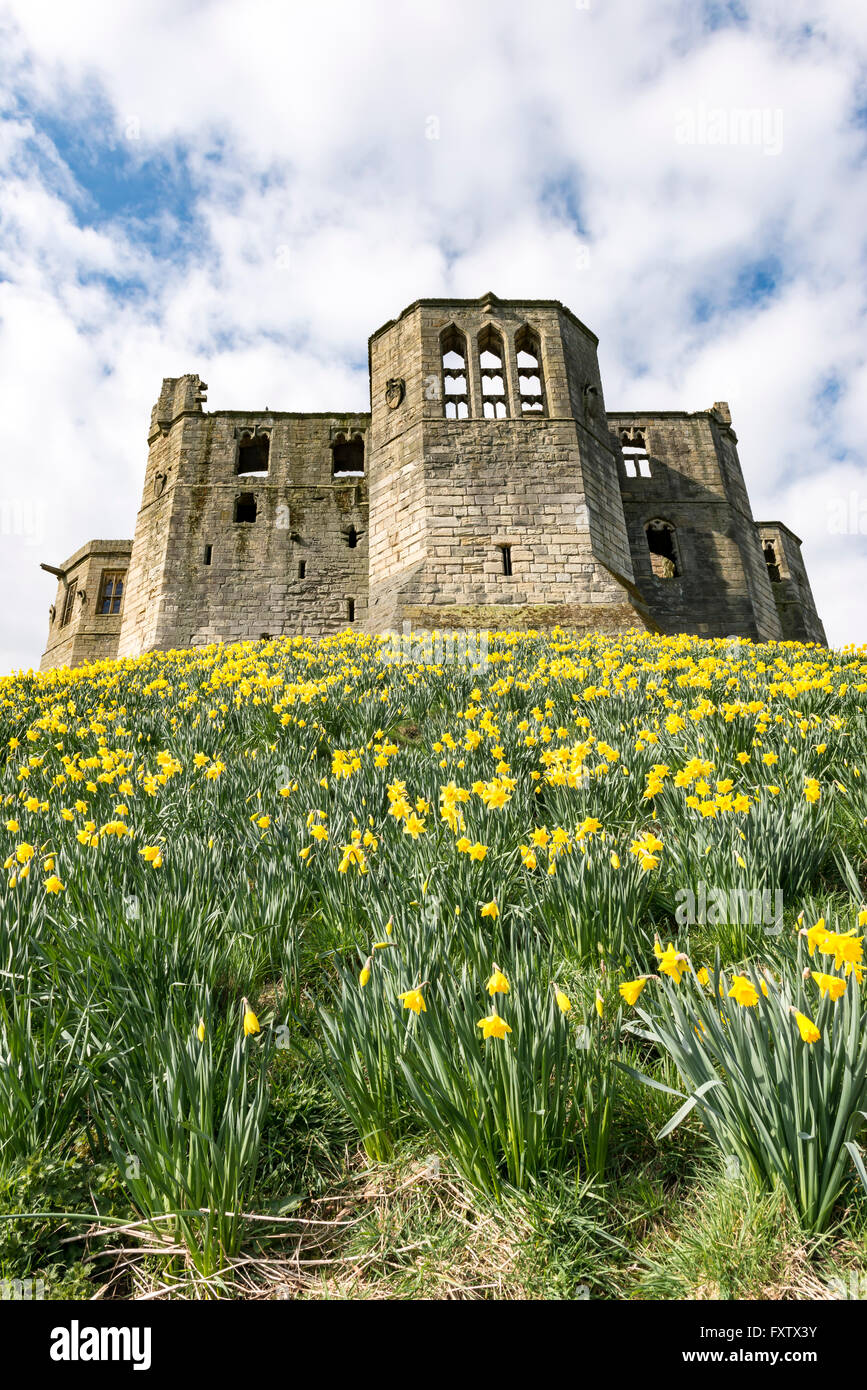 Warkworth castle northumberland daffodils hires stock photography and images Alamy