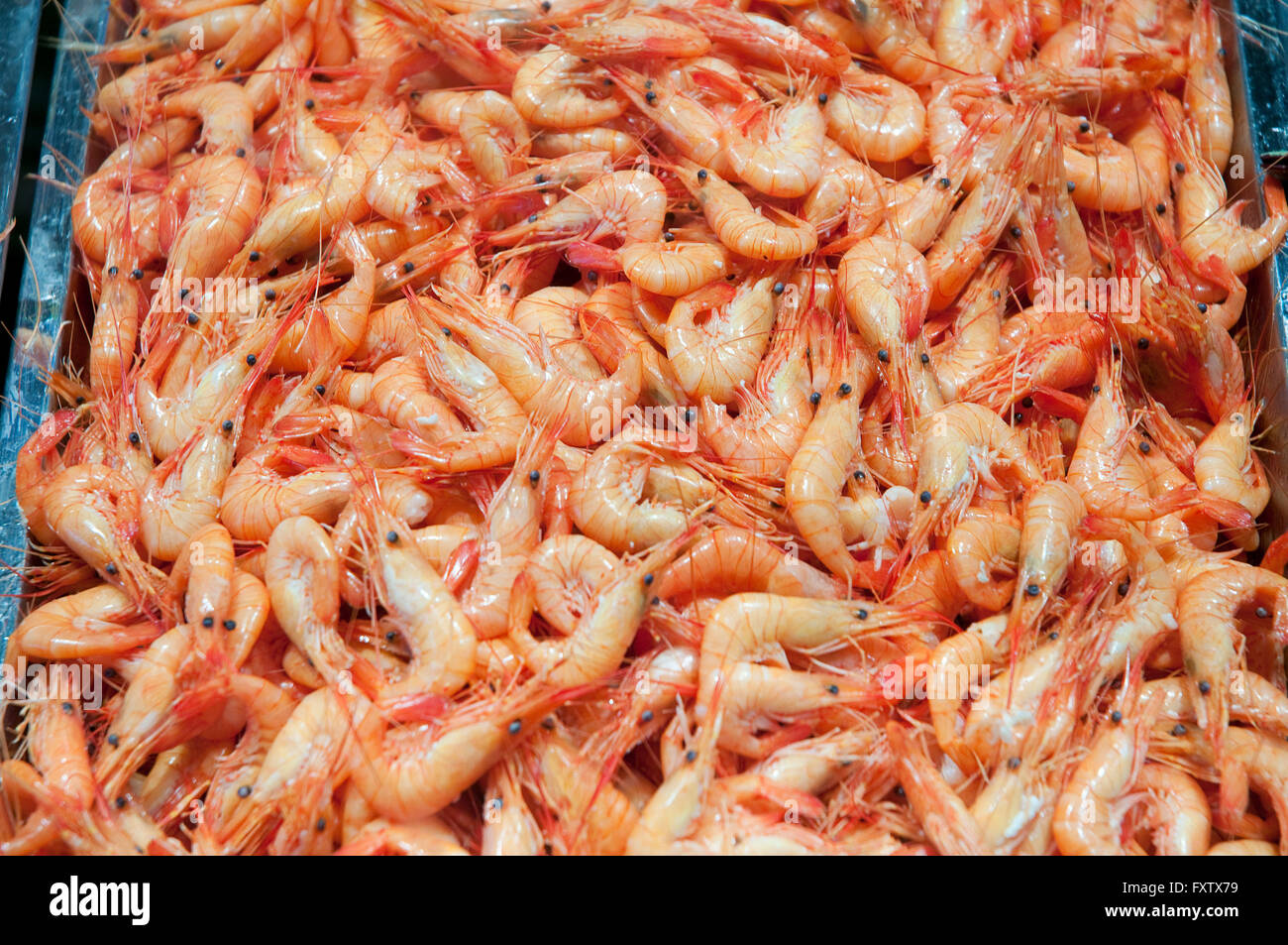 Loads of prawns. Stock Photo