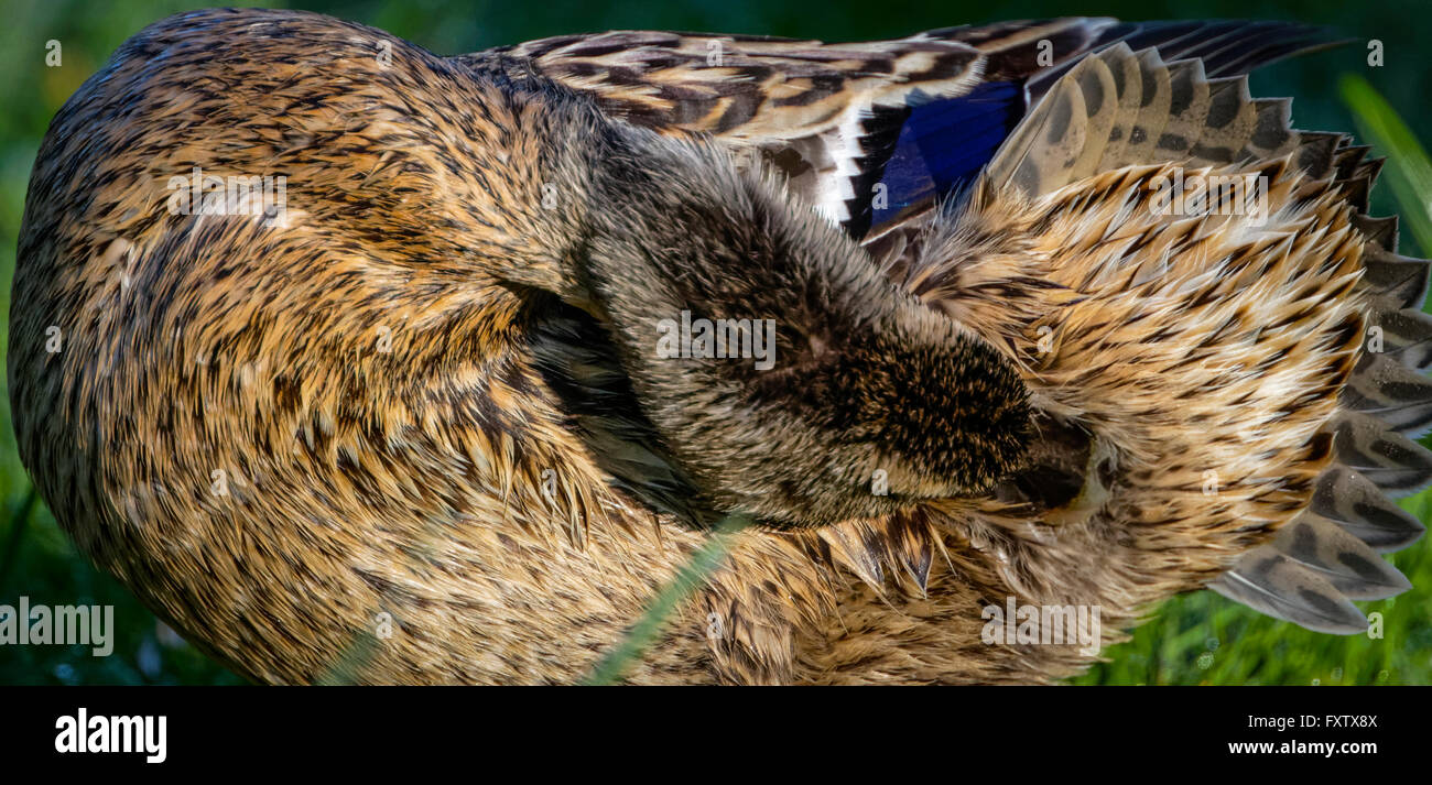 Detail of female mallard duck preening on bank 1 Stock Photo - Alamy