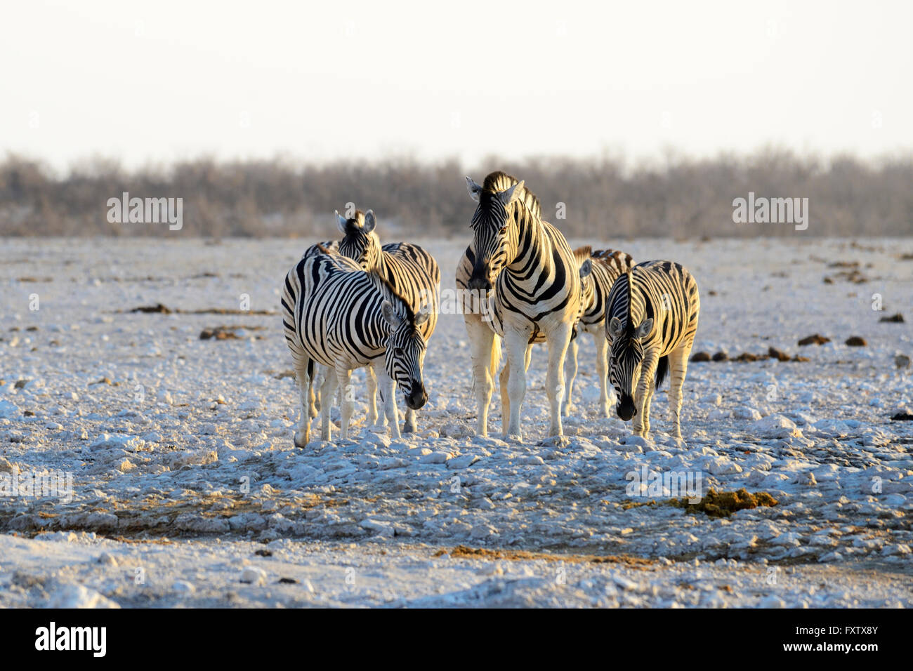 Burchell's Zebras (Equus burchellii) drinking at Gemsbokvlakte Waterhole in Etosha National Park, Namibia Stock Photo