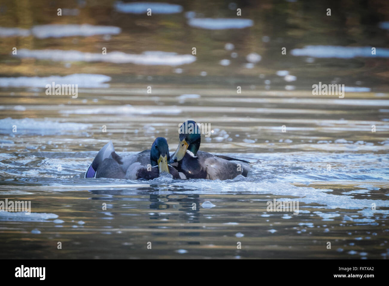 two male ducks fighting and trying to mate with drowning female 3 Stock