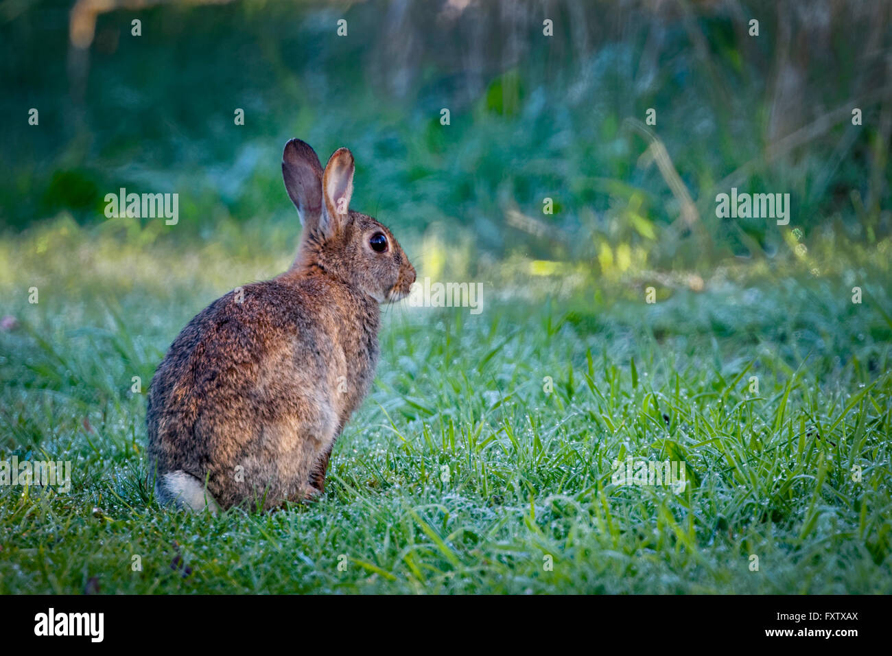Young wild common rabbit (Oryctolagus cuniculus) sitting and alert in a ...