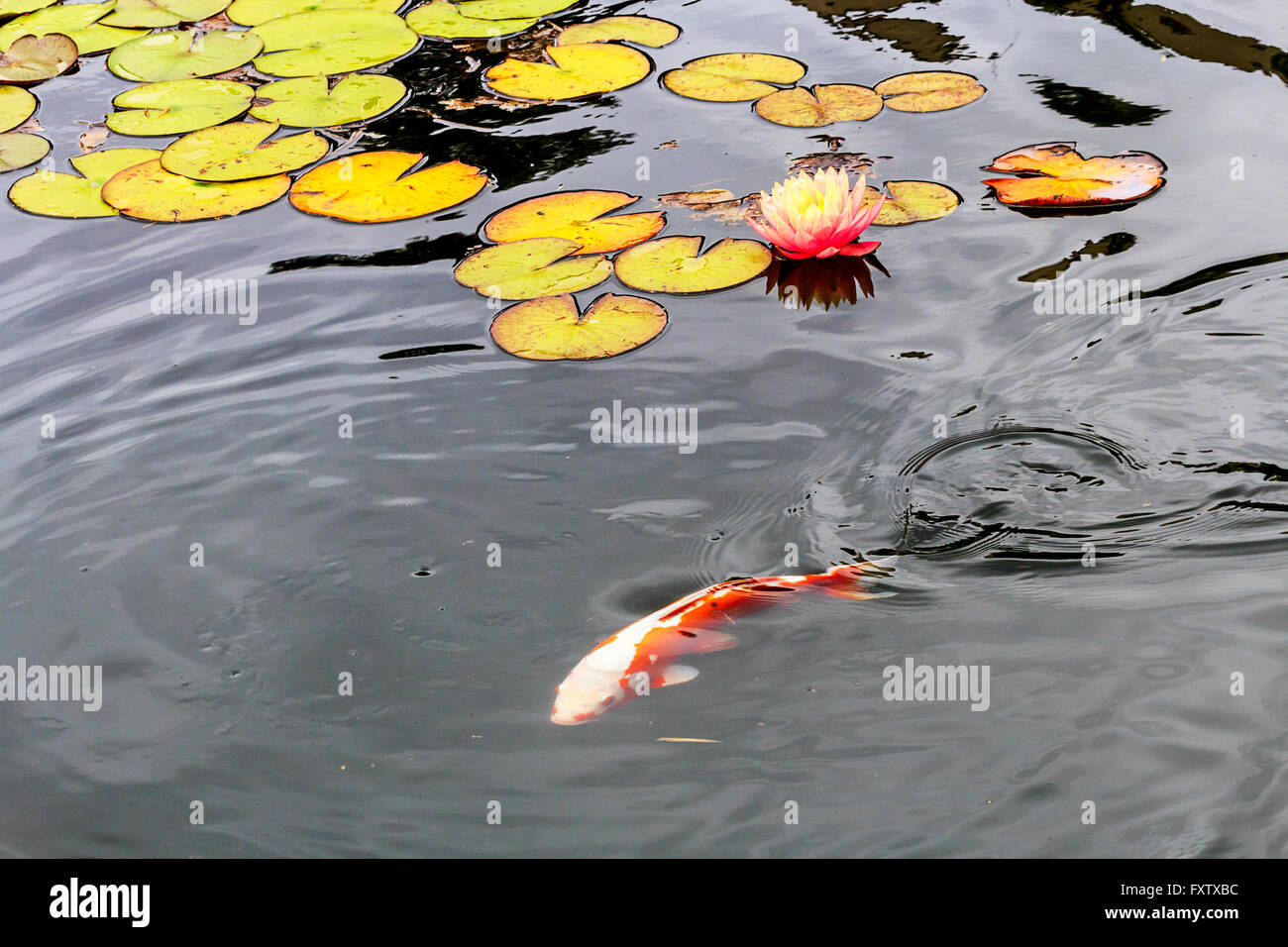 Blooming water lily in a pond Stock Photo - Alamy