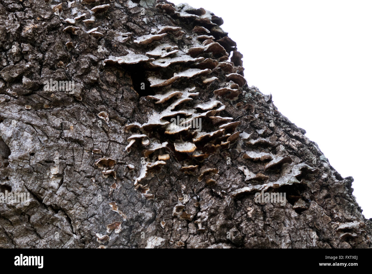 Fungus growing on a Live Oak tree in south Texas, USA Stock Photo Alamy