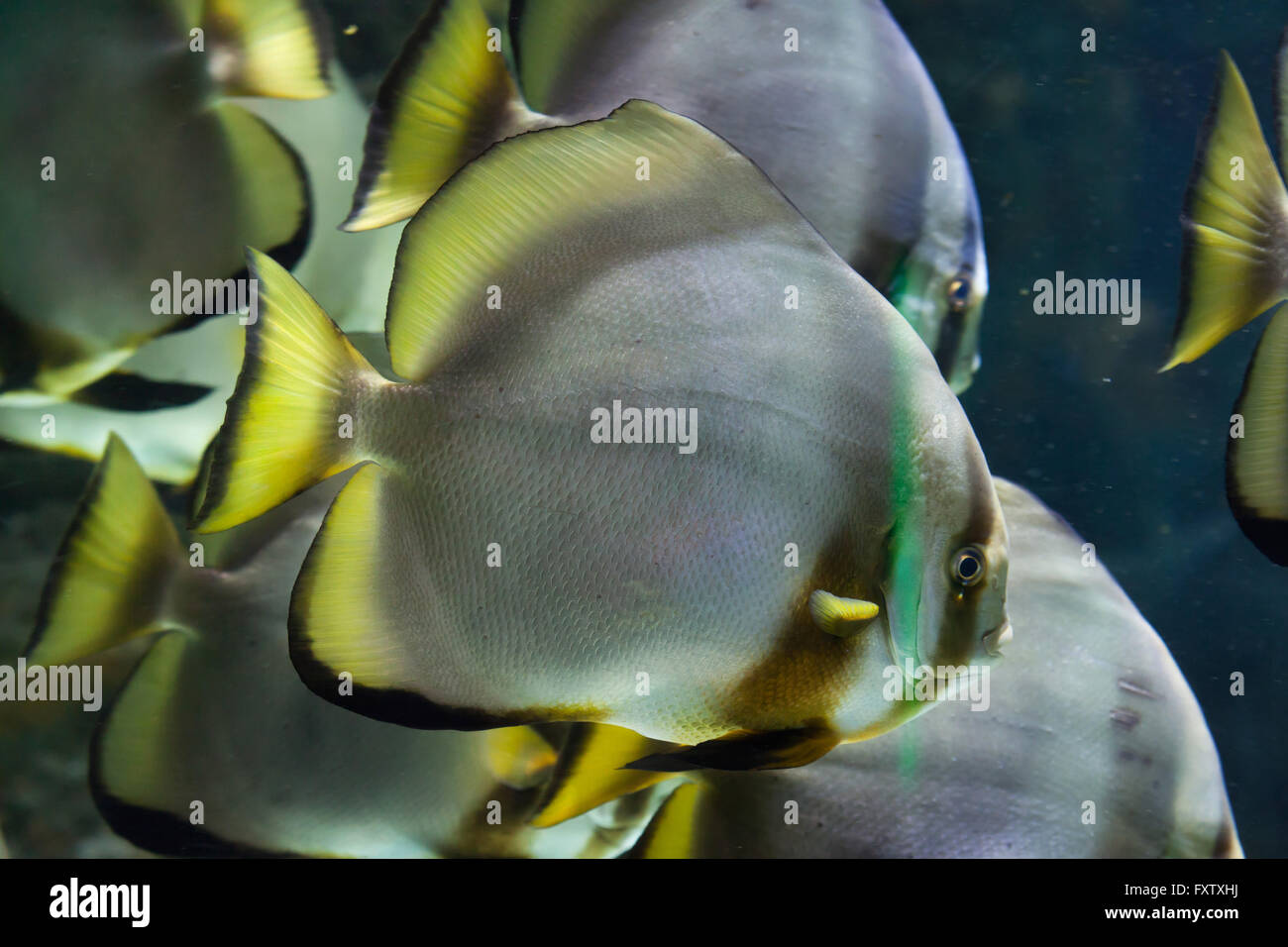 Orbicular batfish (Platax orbicularis) in the Genoa Aquarium in Genoa, Liguria, Italy. Stock Photo
