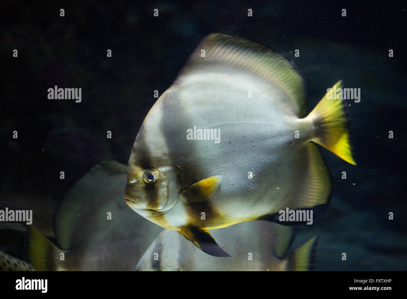 Orbicular batfish (Platax orbicularis) in the Genoa Aquarium in Genoa, Liguria, Italy. Stock Photo