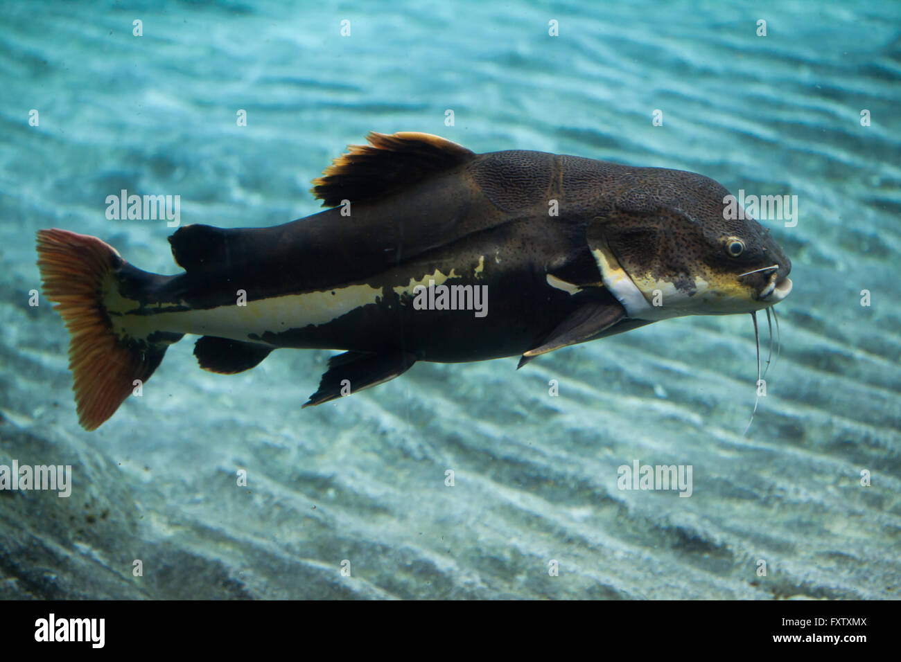 Redtail catfish (Phractocephalus hemioliopterus) in the Genoa Aquarium