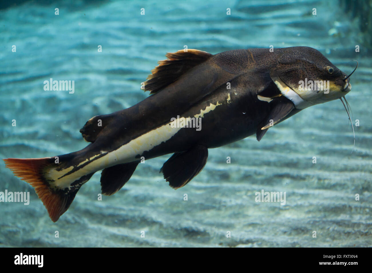 Redtail catfish (Phractocephalus hemioliopterus) in the Genoa Aquarium in Genoa, Liguria, Italy. Stock Photo