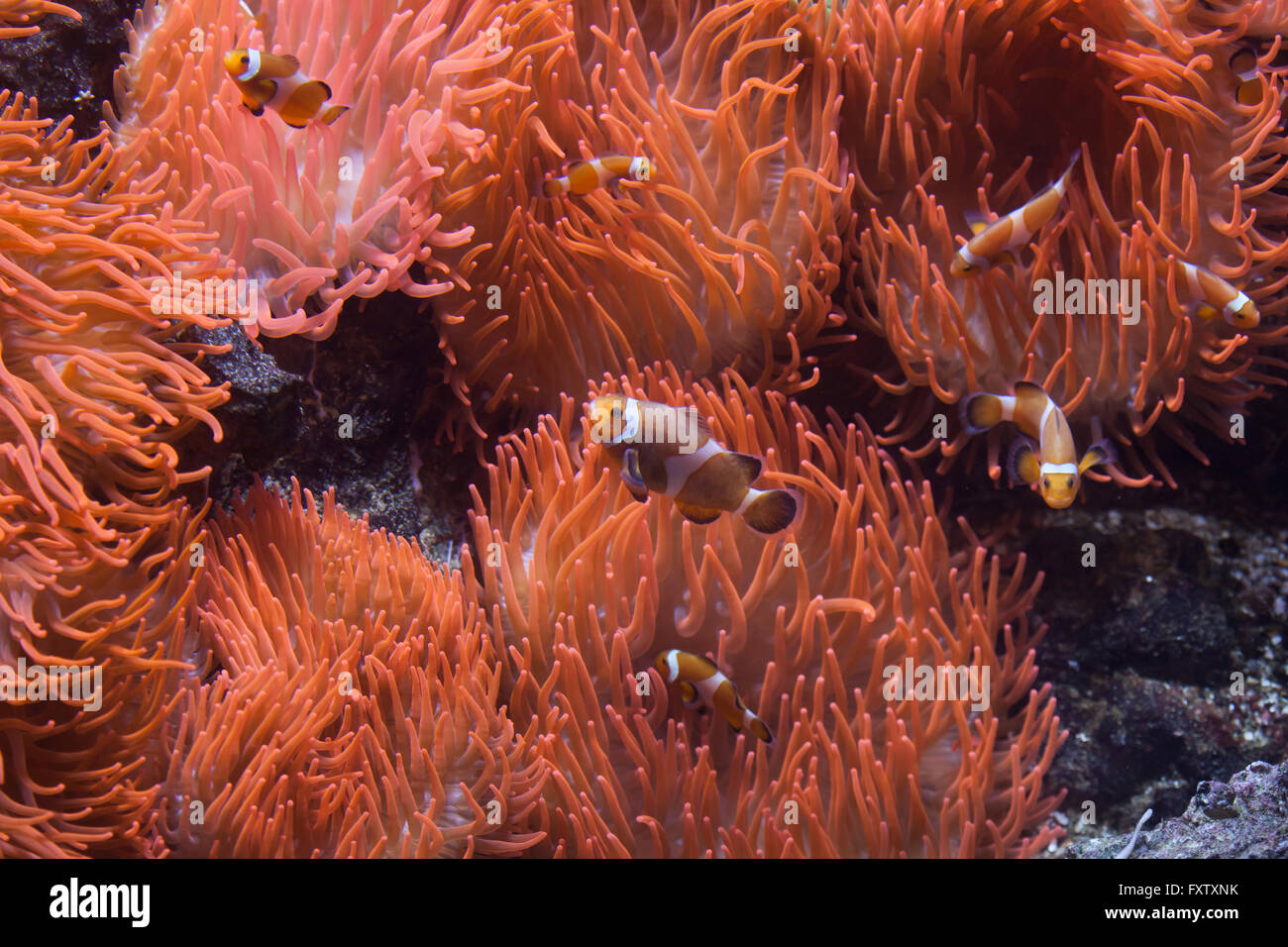 Ocellaris clownfish (Amphiprion ocellaris) swimming in the magnificent sea anemone (Heteractis magnifica) in the Genoa Aquarium in Genoa, Liguria, Italy. Stock Photo