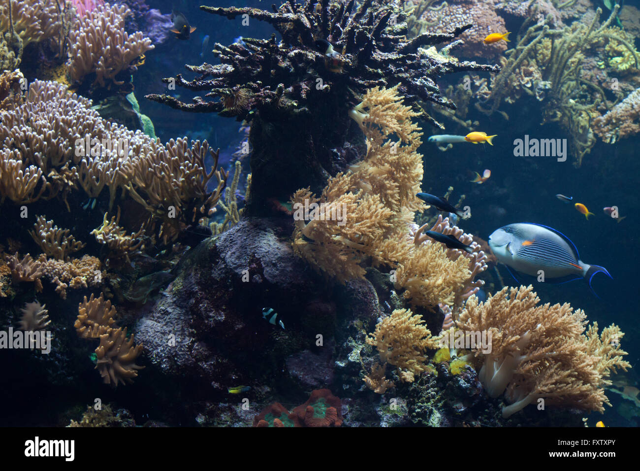 Tropical fishes swimming in the coral reef in the Genoa Aquarium in Genoa, Liguria, Italy. Stock Photo