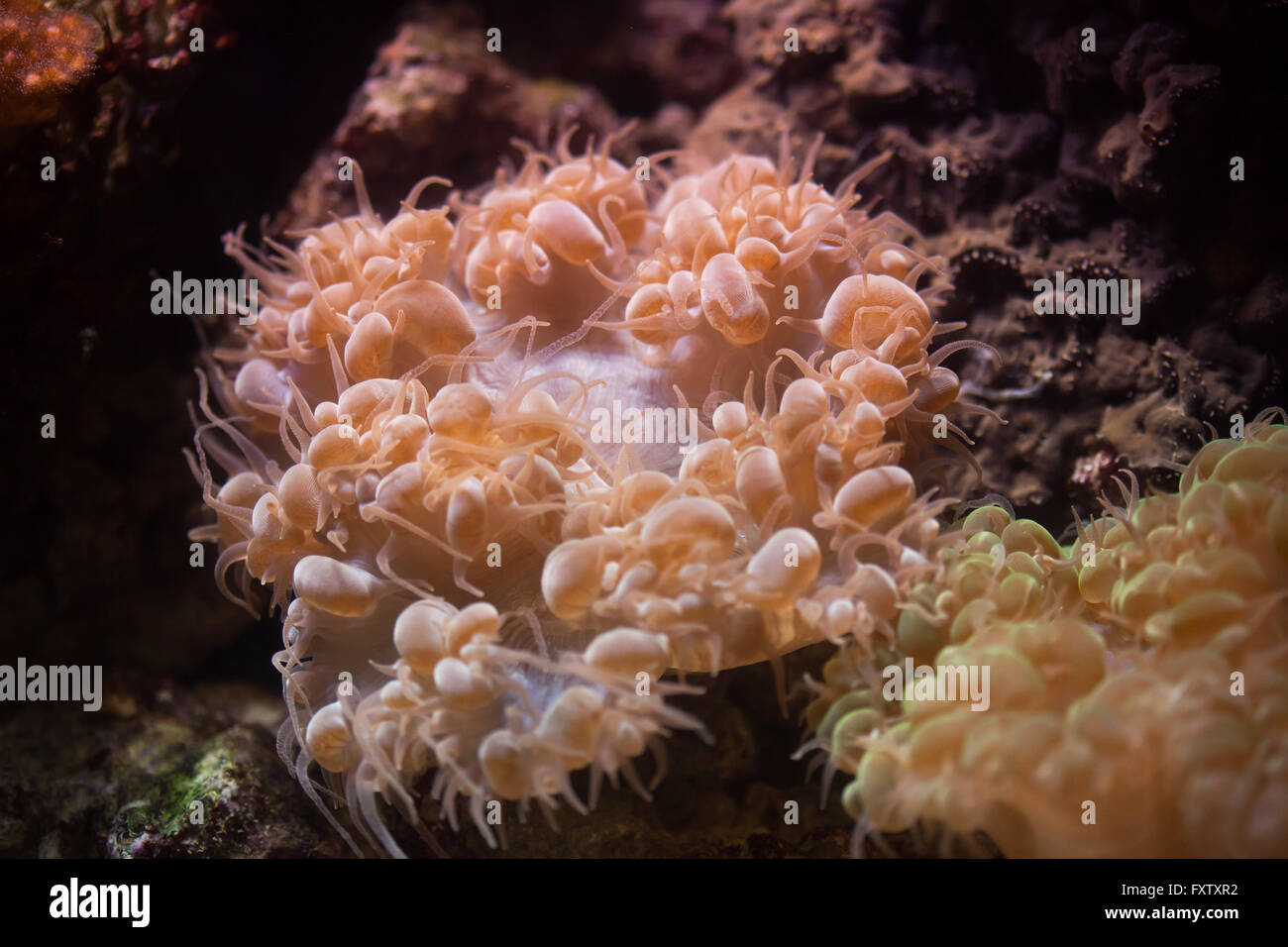 Bubble coral (Plerogyra sinuosa) in the Genoa Aquarium in Genoa, Liguria, Italy. Stock Photo