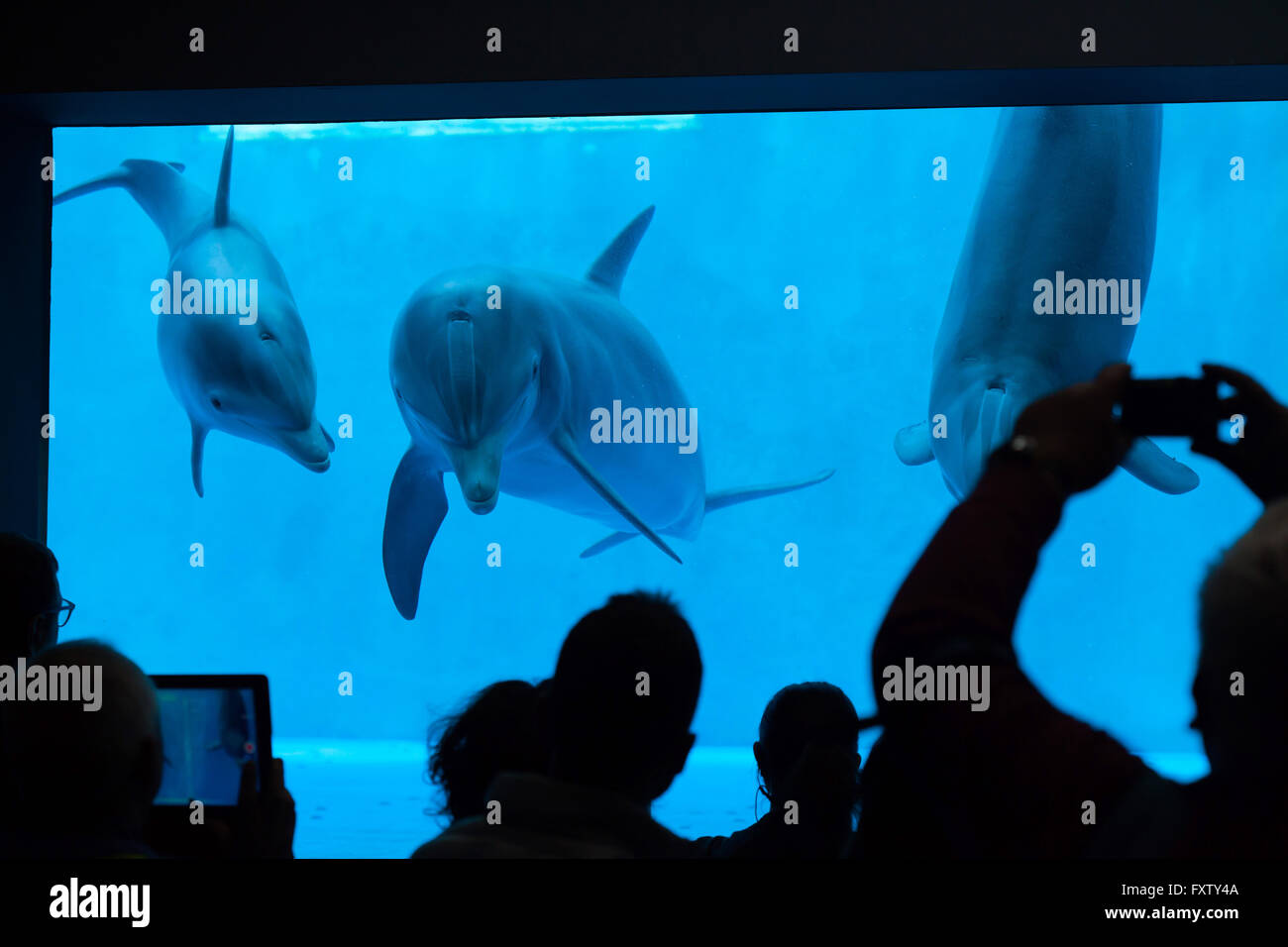 Visitors observe as common bottlenose dolphins (Tursiops truncatus) swim in the Genoa Aquarium in Genoa, Liguria, Italy. Stock Photo