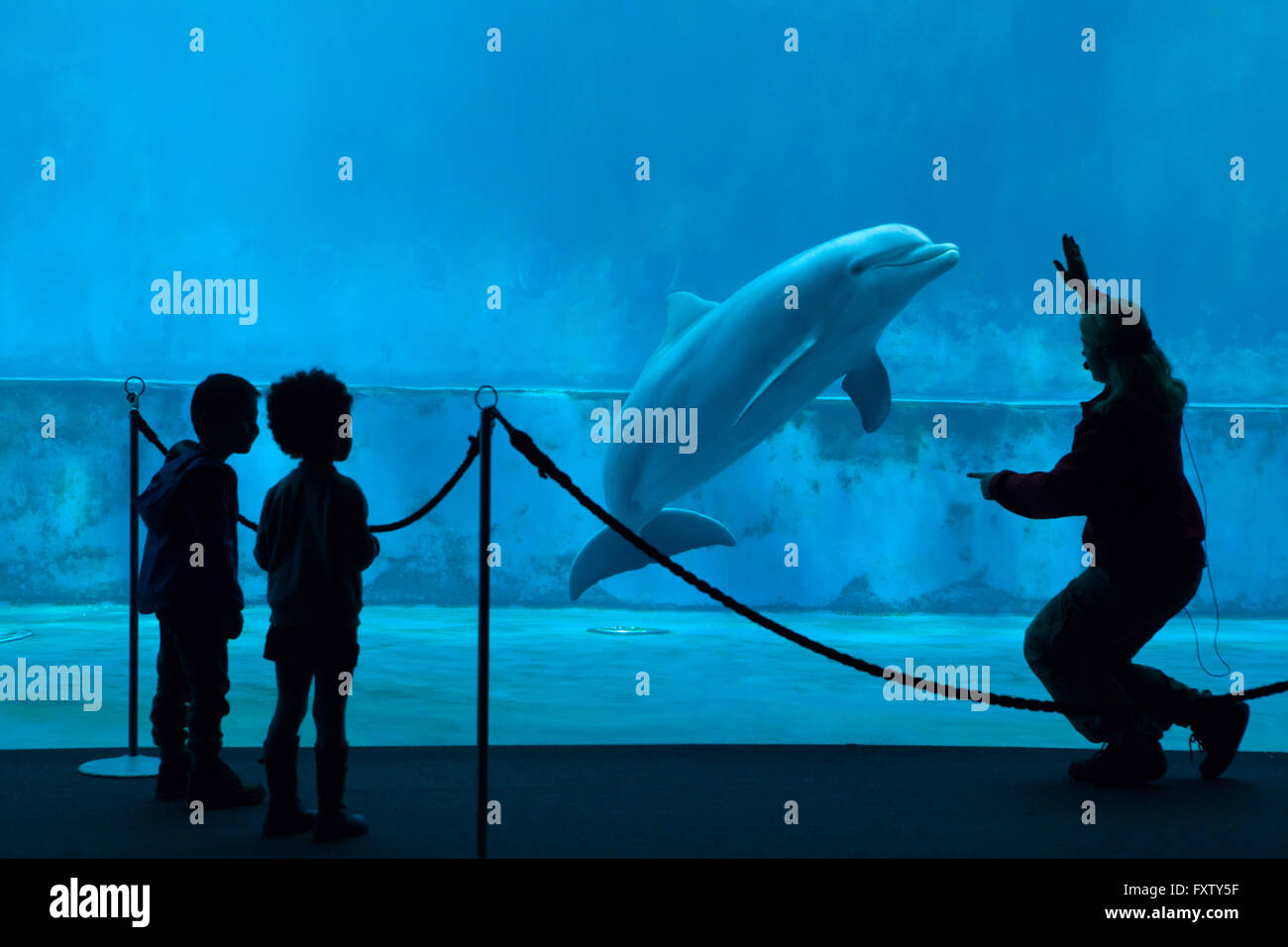 Children watch as an animal trainer performs with a common bottlenose dolphins (Tursiops truncatus) in the Genoa Aquarium in Genoa, Liguria, Italy. Stock Photo