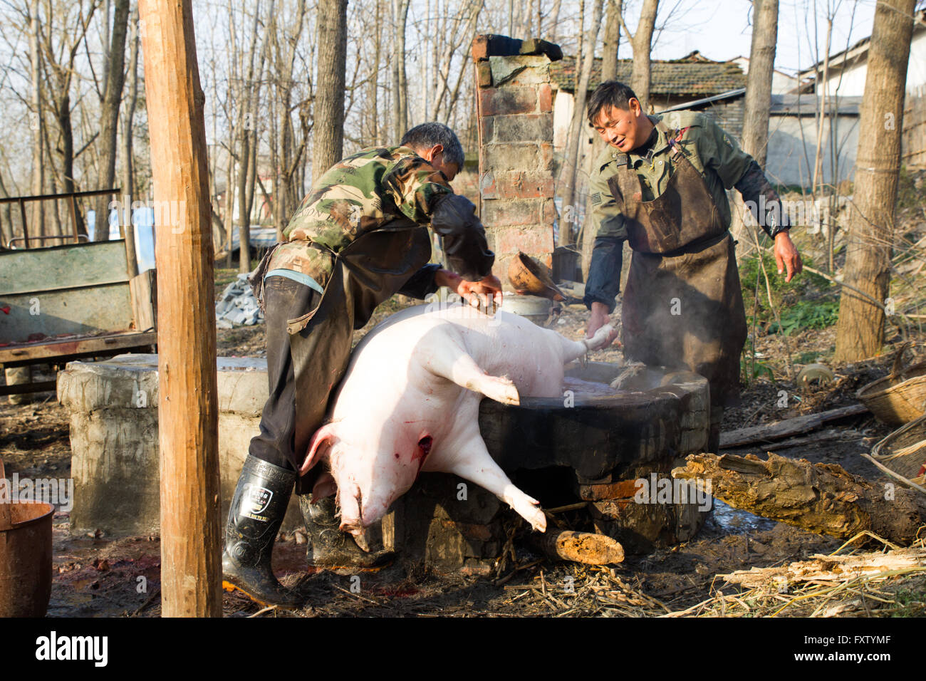 2 men slaughtering a pig and cutting it up in rural china Stock Photo