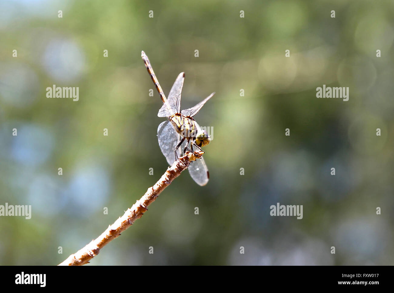 Dragonfly on a bush branch hi-res stock photography and images - Alamy