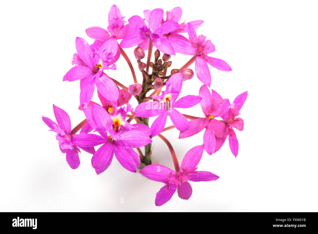 Head of tiny pink epidendrum orchids and buds on white Stock Photo