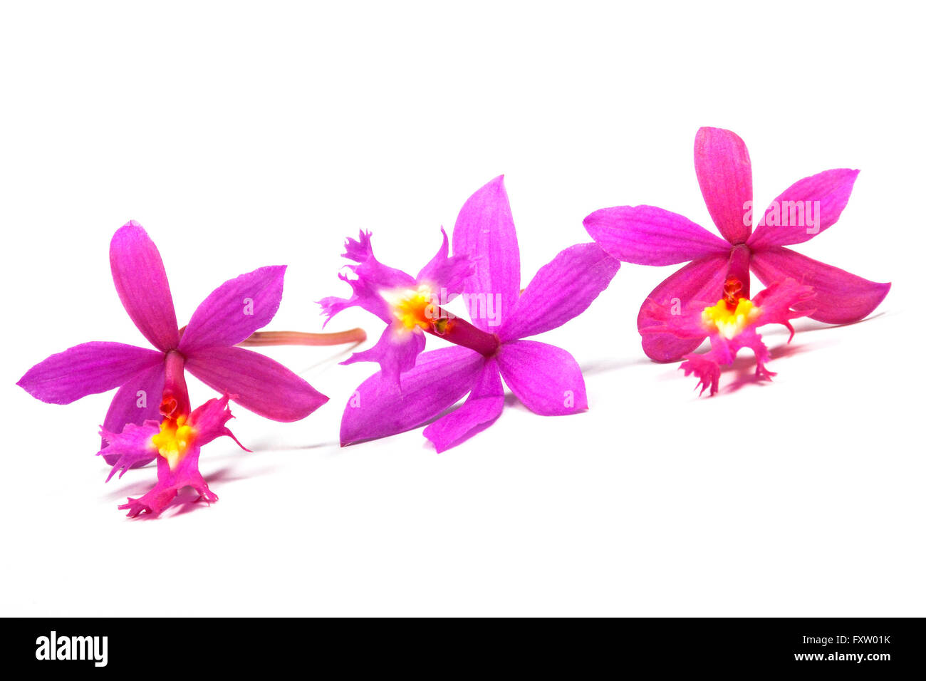 Row of three tiny pink epidendrum orchids with yellow centers on white Stock Photo