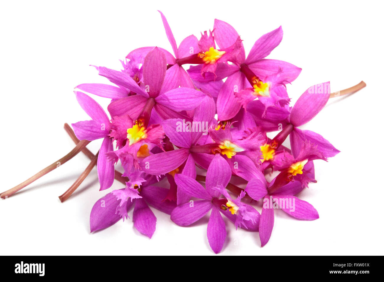 Pile of tiny pink epidendrum orchids with yellow centers on white Stock Photo