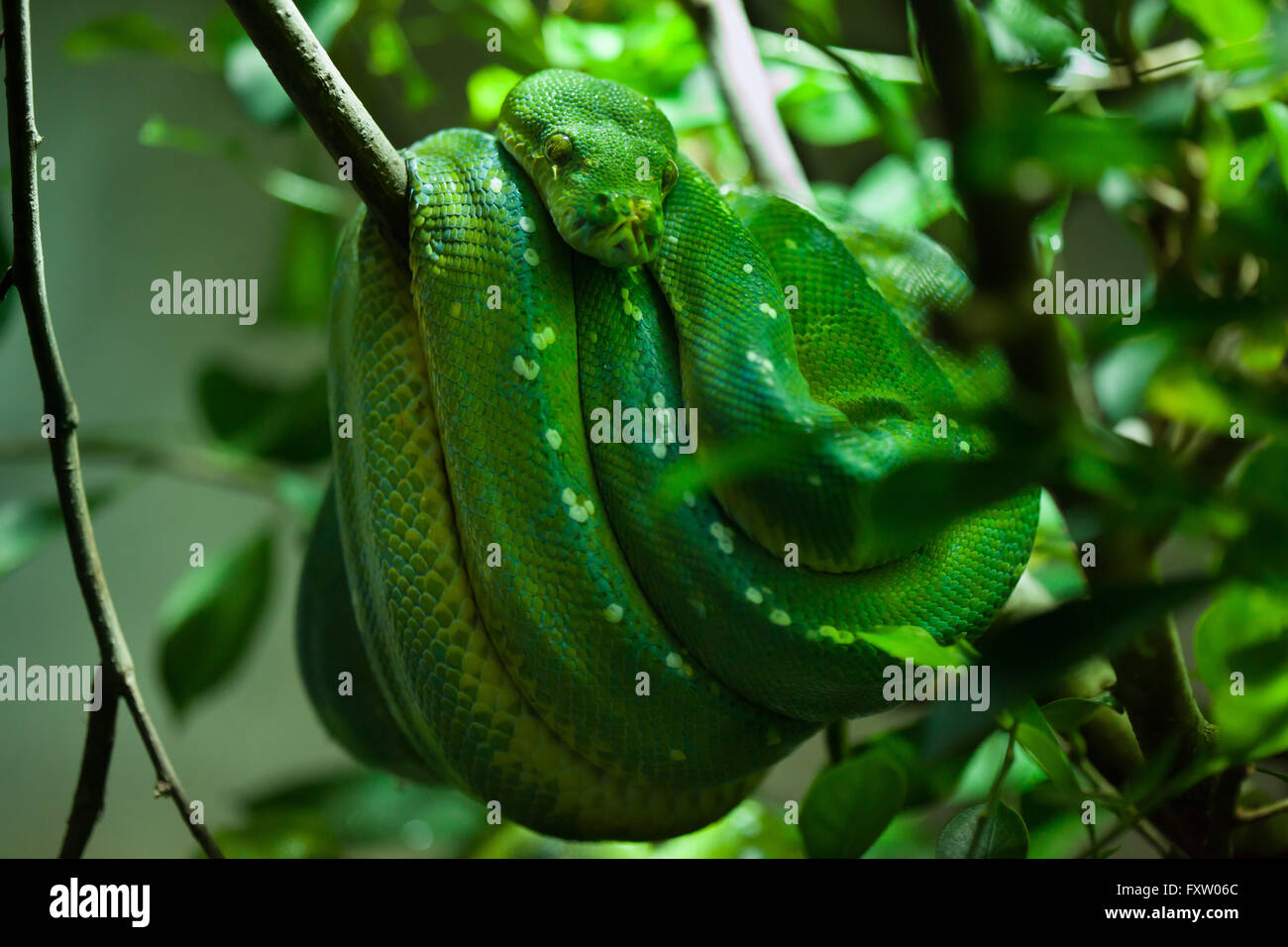 Australian pythons hi-res stock photography and images - Alamy