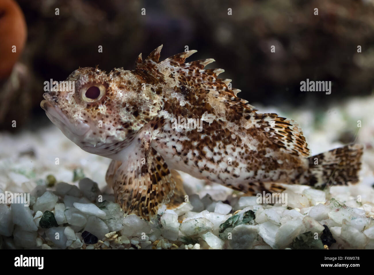 Black Scorpionfishes Hi res Stock Photography And Images Alamy