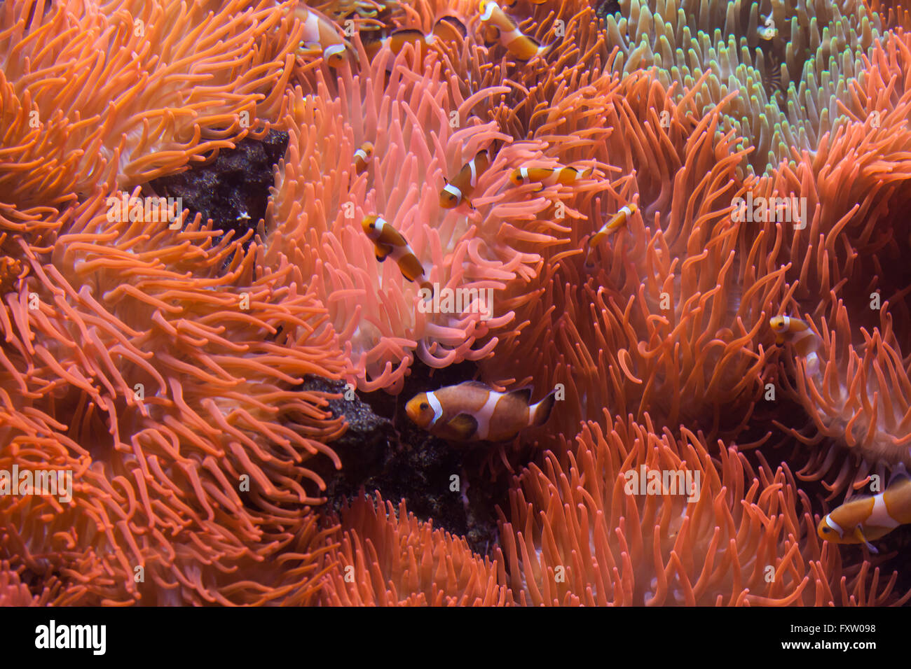 Ocellaris clownfish (Amphiprion ocellaris) swimming in the magnificent sea anemone (Heteractis magnifica) in the Genoa Aquarium in Genoa, Liguria, Italy. Stock Photo