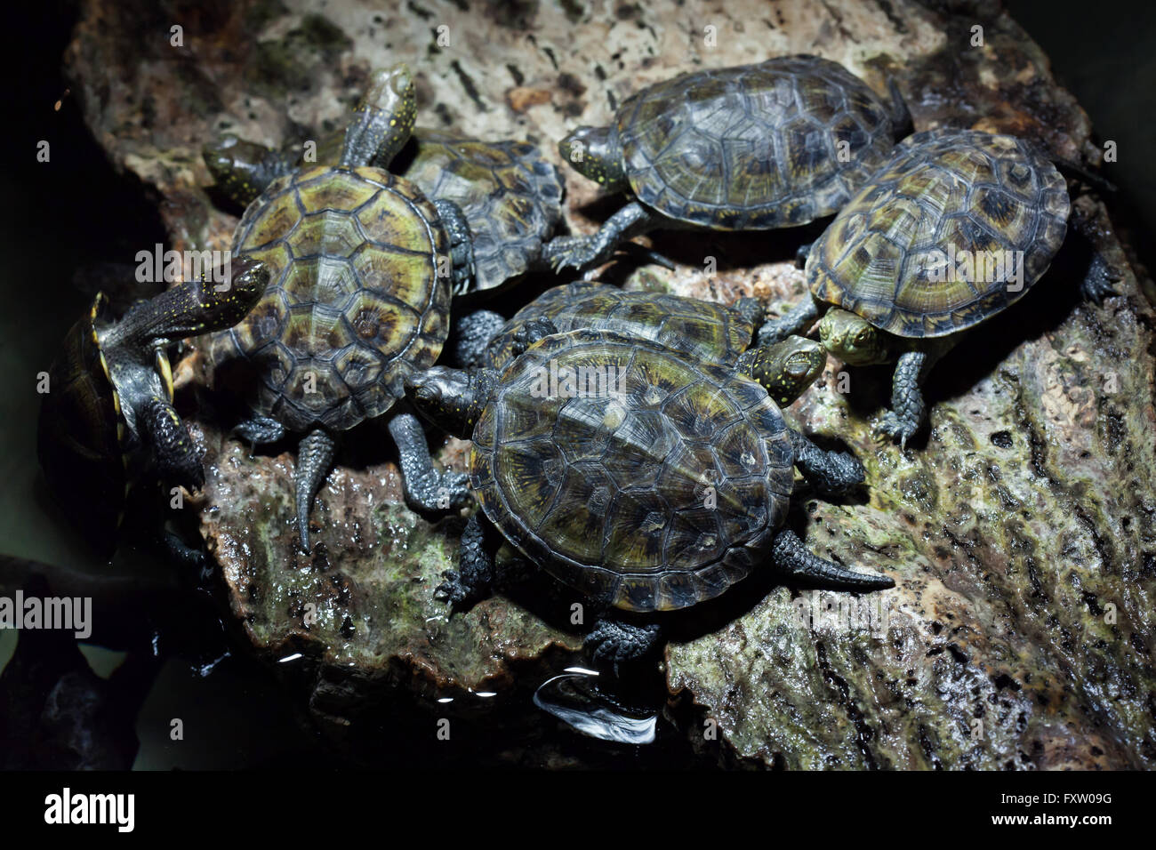 European pond turtle (Emys orbicularis), also known as the European pond terrapin in the Genoa Aquarium in Genoa, Liguria, Italy. Stock Photo