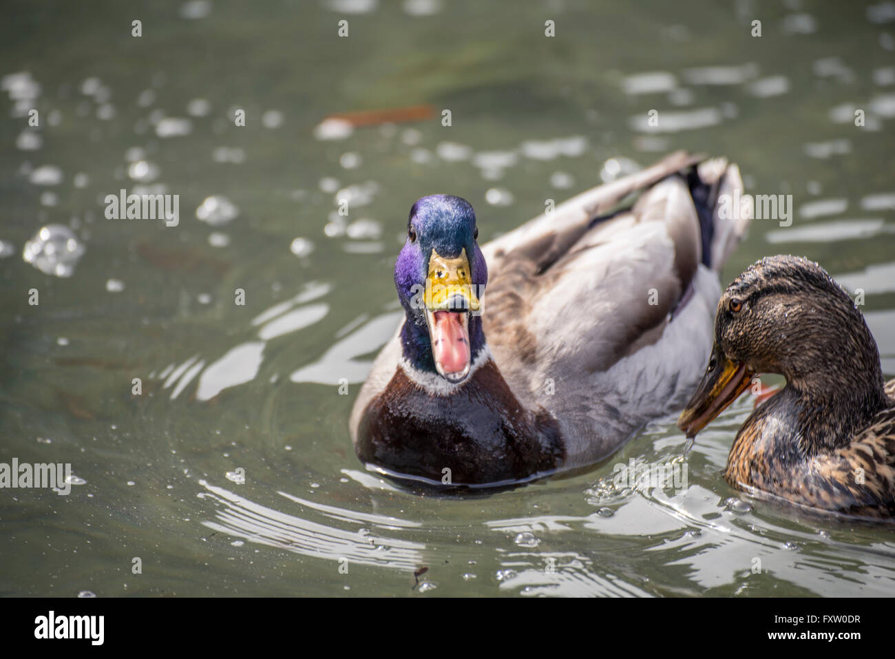 couple of ducks on the Königssee Stock Photo