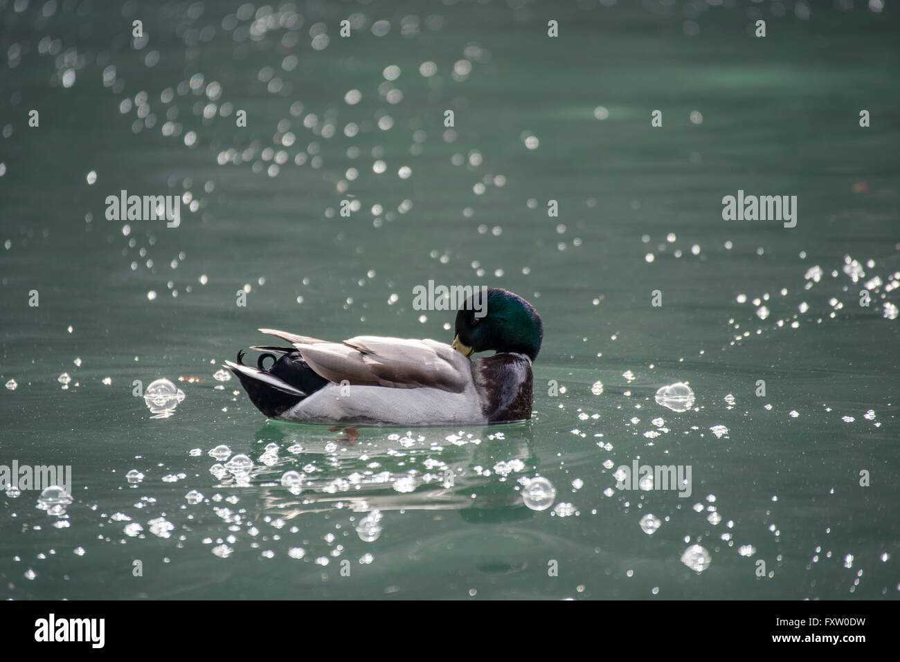 male duck on the Königssee Stock Photo
