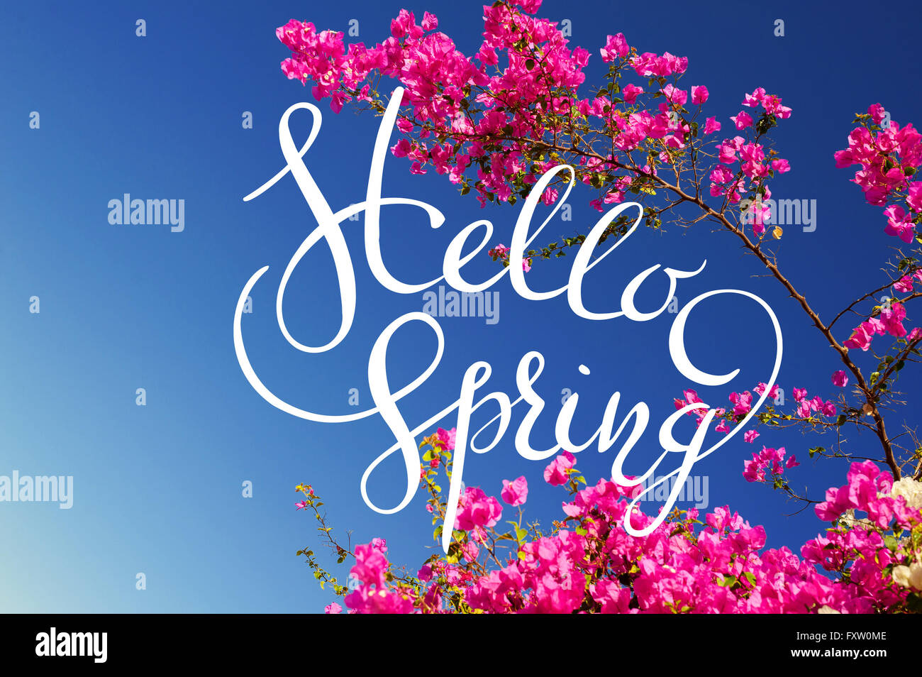 pink bougainvillea flowering branches on a background of blue sky with letters Hello sprint Stock Photo