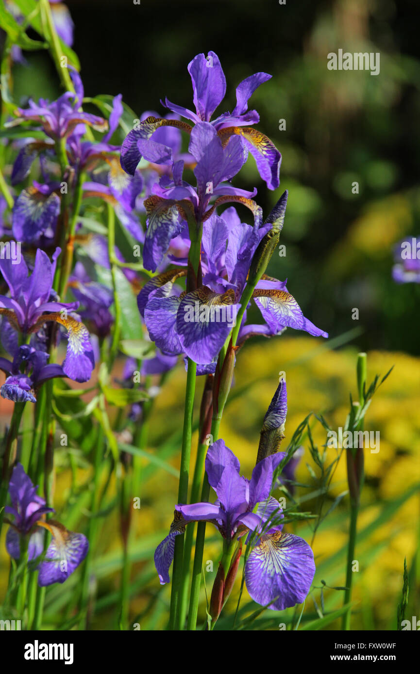IRIS VERSICOLOR BLUE FLAG FLOWERS SCARBOROUGH NORTH YORKSHIRE ENGLAND