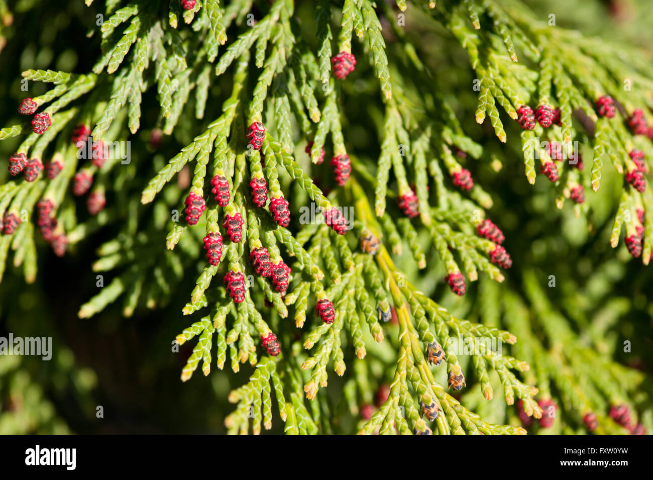 Red pollen cones on thuja shoots, conifer cedar bush macro, tiny cones on arborvitae evergreen tree growing in Poland, Europe. Stock Photo