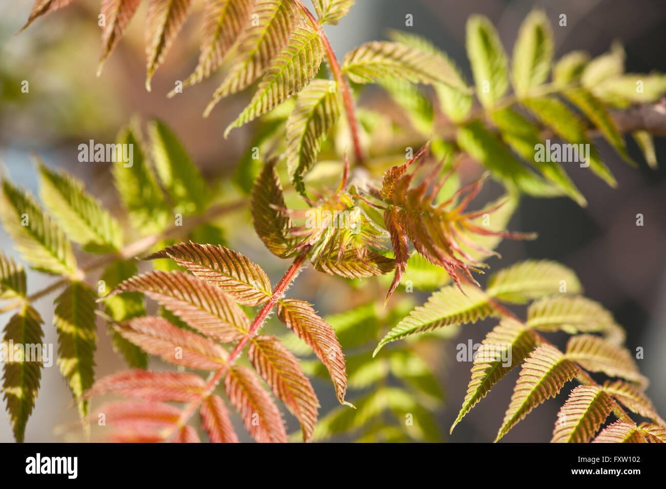 Red green sprouting tree macro of Sorbaria sorbifolia tiny young leaves, deciduous plant growing in Poland, Europe, tree foliage Stock Photo