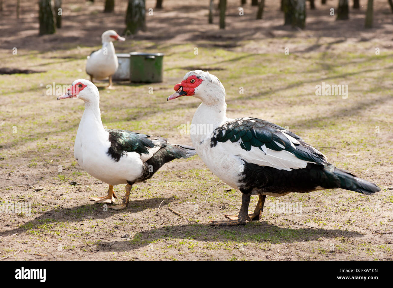 Muscovy Duck birds couple posing in backyard, calm domestic and culinary Cairina moschata birds with white and black plumage. Stock Photo