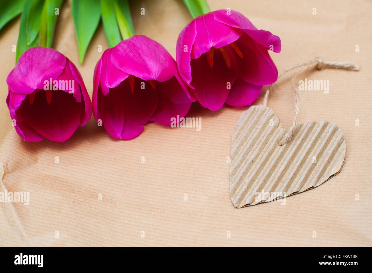 three purple tulip and paper heart with place for text Stock Photo