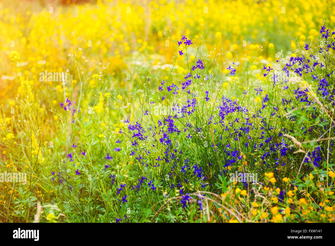 beautiful rural landscape with the sunrise and blossoming meadow Stock ...