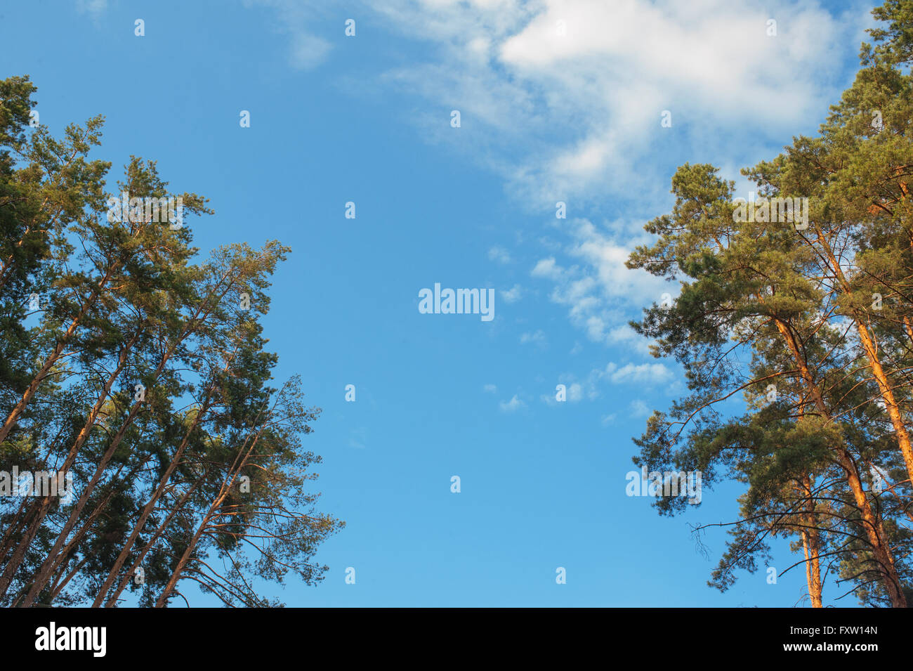 Green branches of a pine with young cones against the blue sky Stock ...