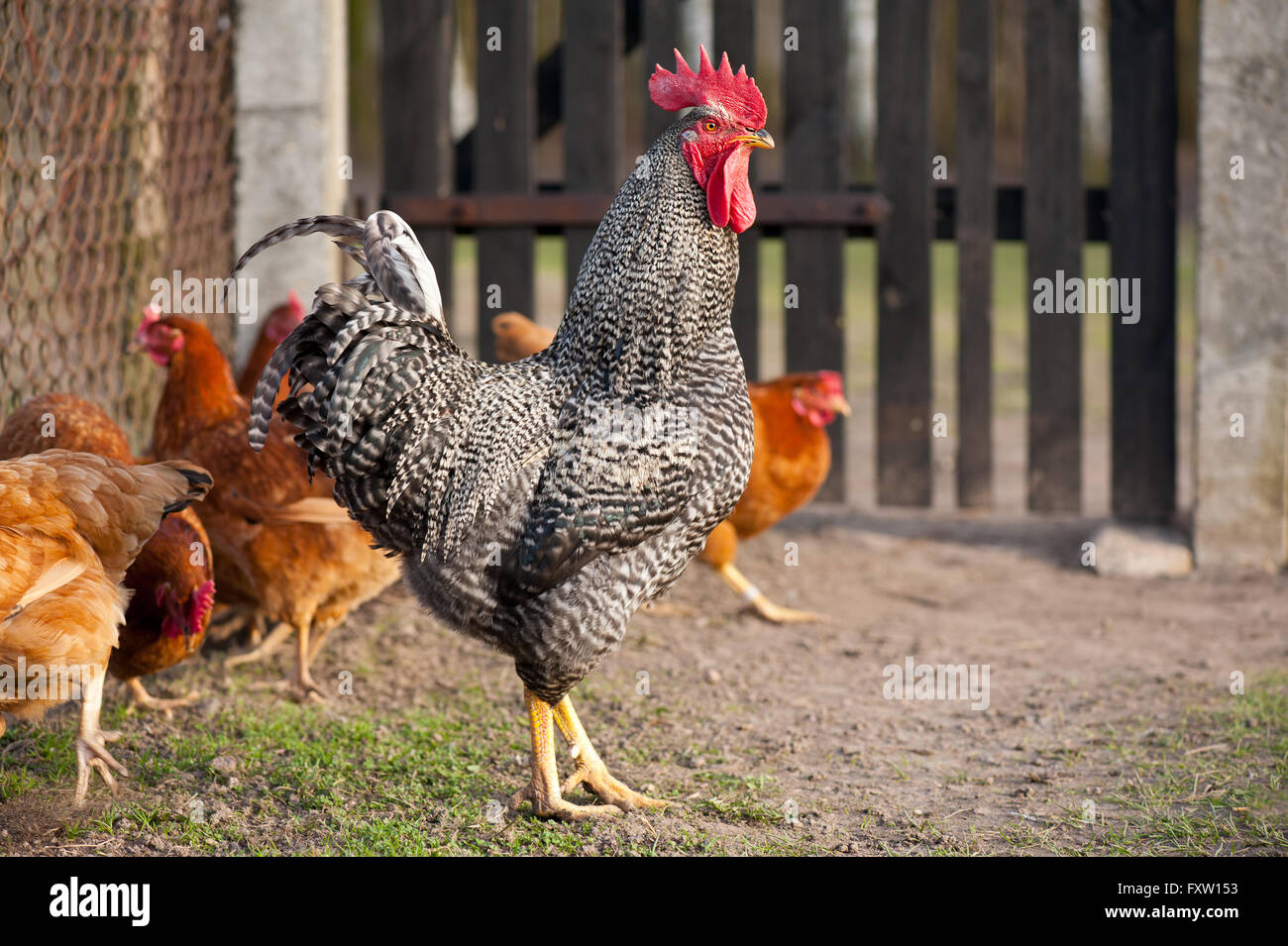 Dominant plymouth rock chicken rooster with black and white barred plumage and brown Rhode Island Red hens, birds flock in yard. Stock Photo