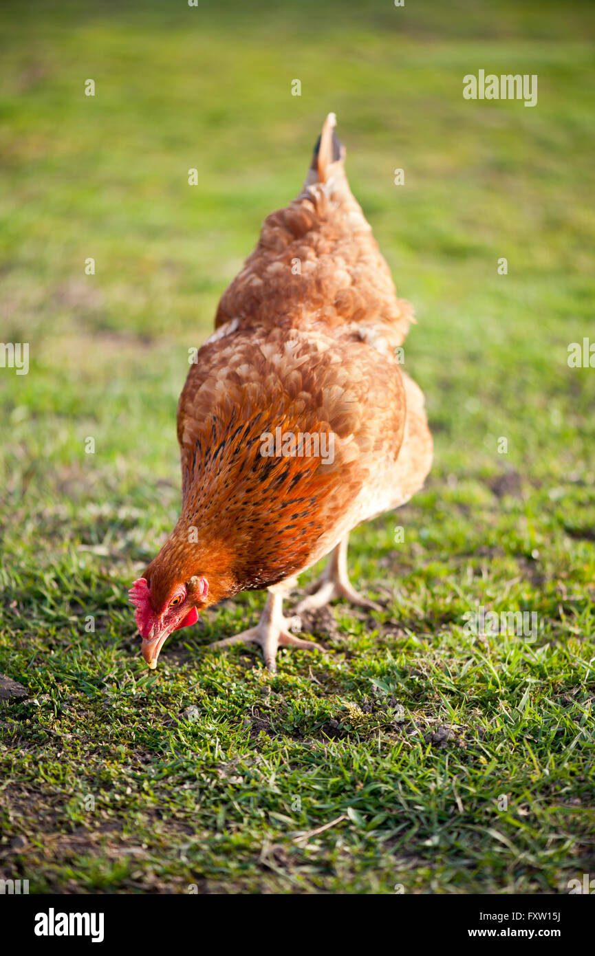 Mature Rhode Island Red hen with brown plumage, female bird eating grass in private backyard, calm domestic and culinary poultry Stock Photo