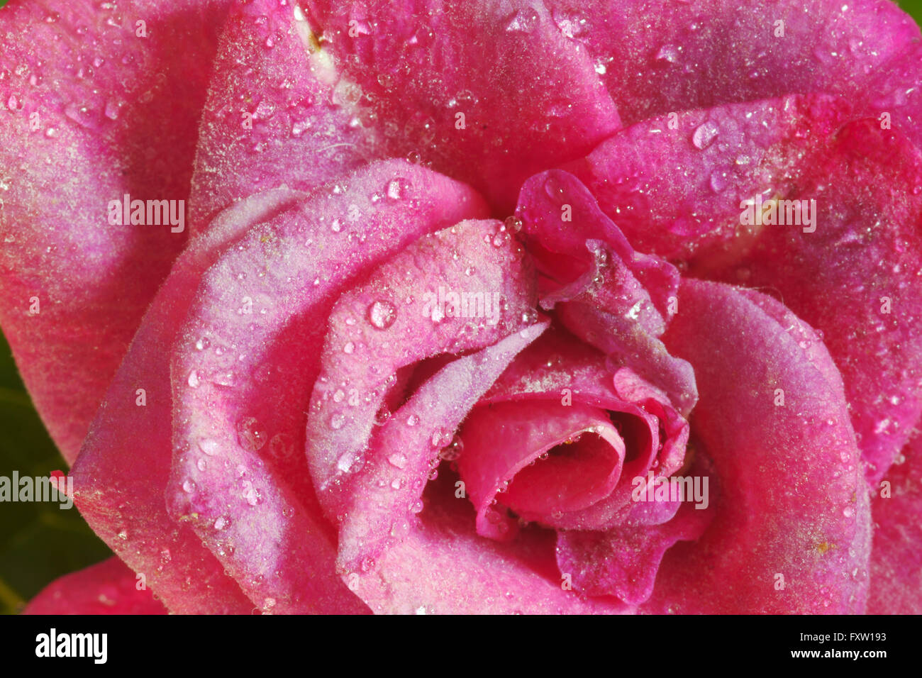Rose petals with water drops hi-res stock photography and images - Alamy