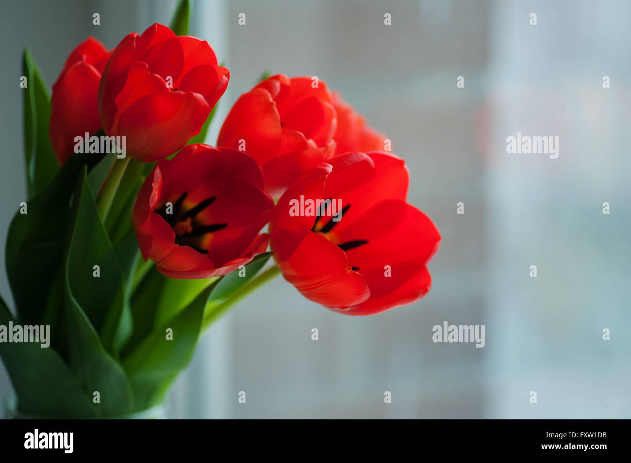 Red tulips bouquet hi-res stock photography and images - Alamy