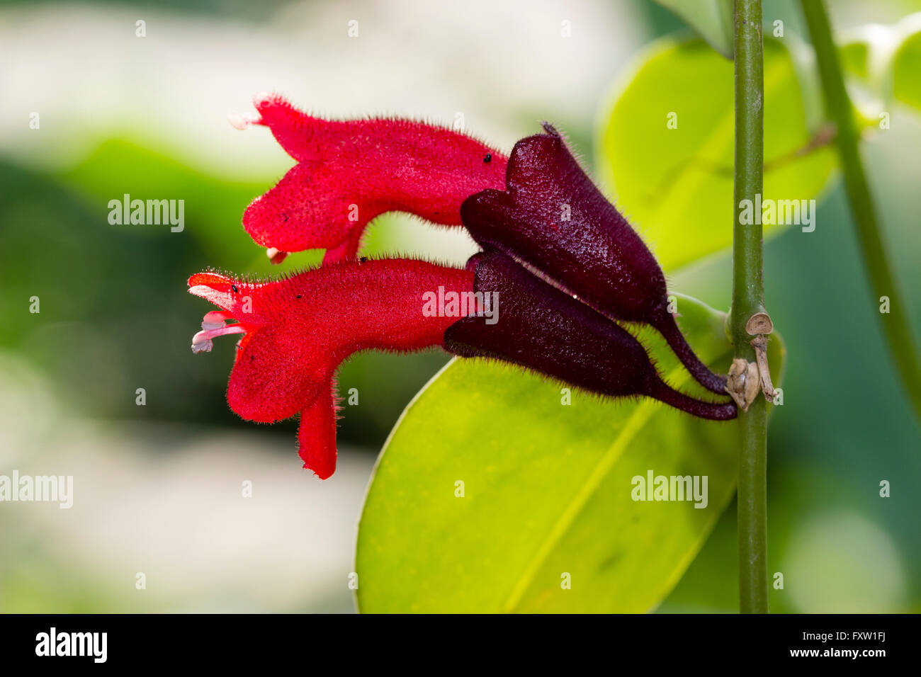 Twinned red flowers of the ornamental tropical lipstick vine, Aeschynanthus radicans Stock Photo