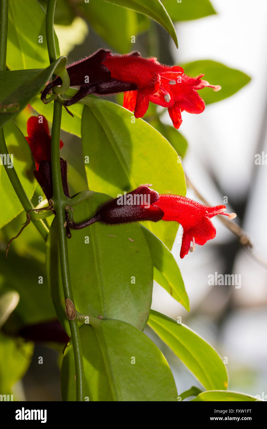 Red flowers of the ornamental tropical lipstick vine, Aeschynanthus radicans Stock Photo