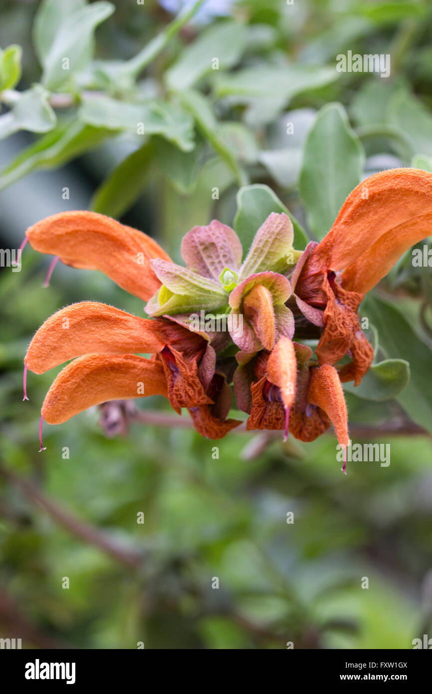 Coppery hooded flowers of the beach sage from South Africa, Salvia africana-lutea Stock Photo