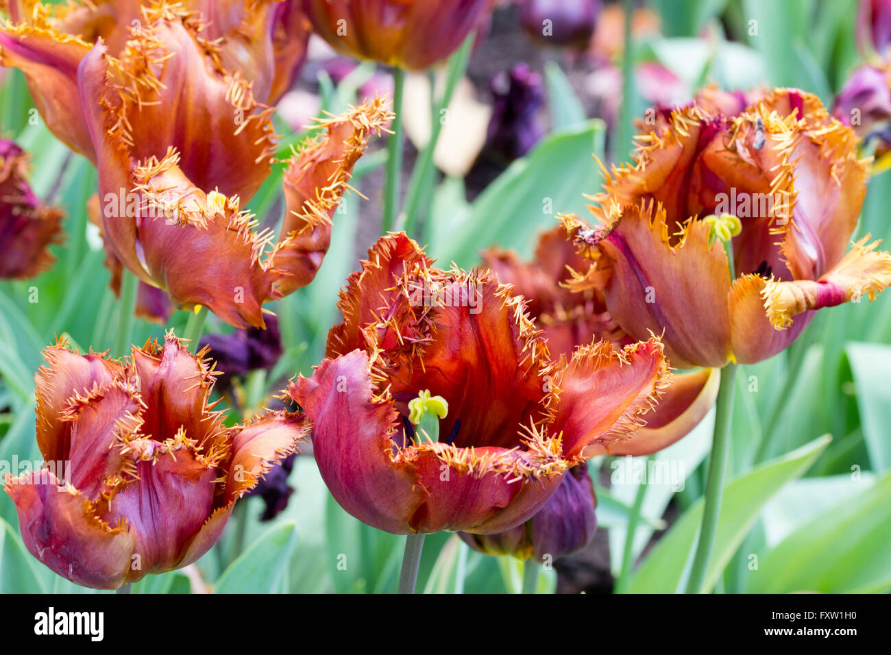 Fringed Tulip, Tulipa 'FANCY FRILLS', at the Keukenhof Gardens in